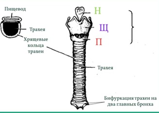 гортань