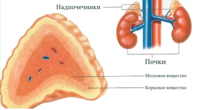 надпочечники