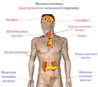 надпочечники1