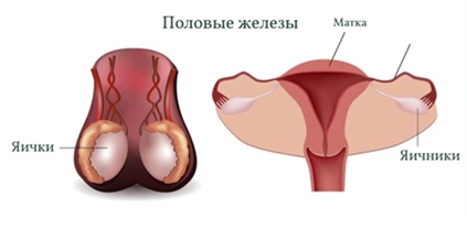 надпочечники2