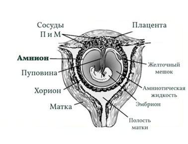 надпочечники5