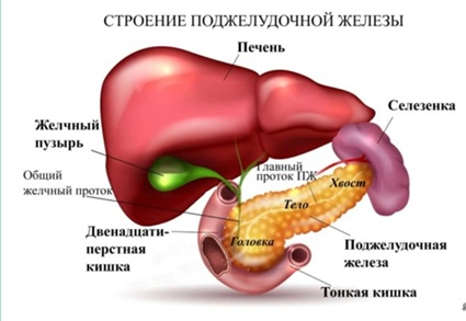поджелудочная железа