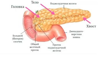 поджелудочная железа1