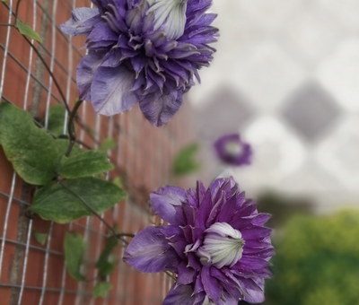Клематис