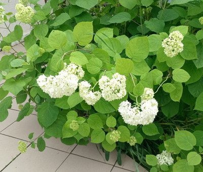 Гортензия Анабель