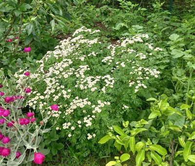Пижма девичья